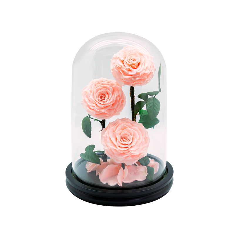 3 Preserved Roses in Dome Glass