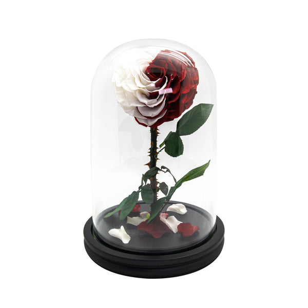 Red & White Heart Rose in Dome Glass
