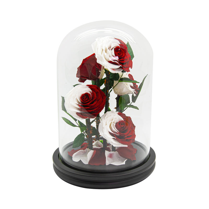 5 Red & White Roses in Dome Glass