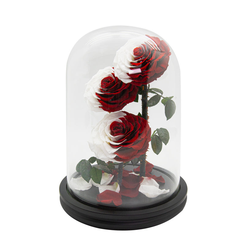 3 Red & White Roses in Dome Glass