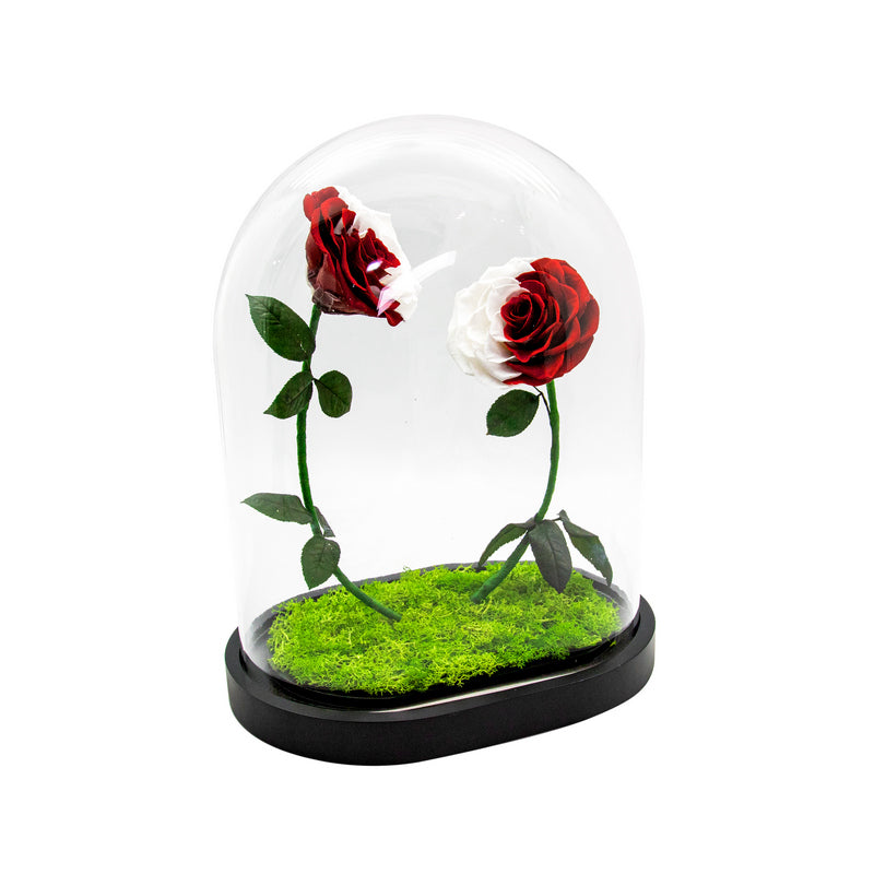 2 Red & White Roses in U-Type Dome Glass