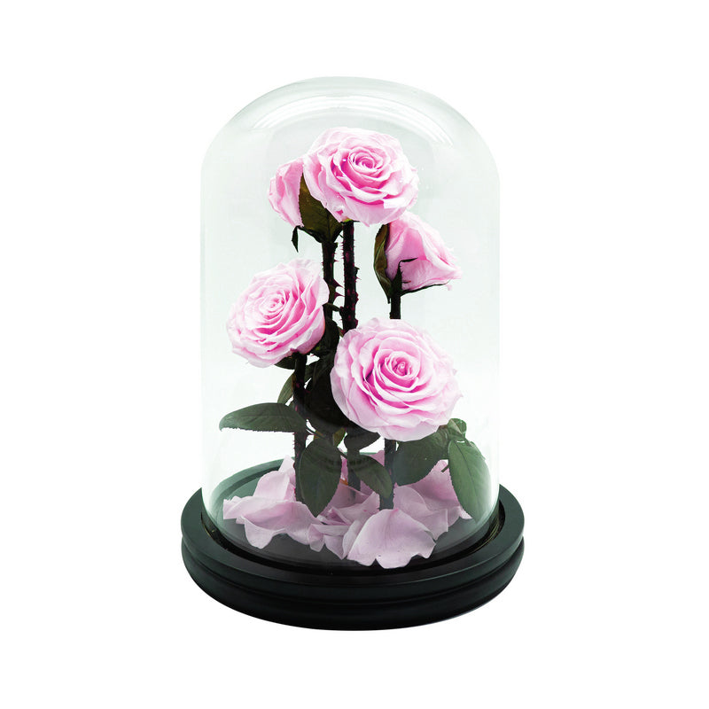 5 Preserved Roses in Dome Glass