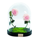 Double Rose U-Type Dome