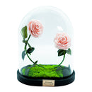 Double Rose U-Type Dome