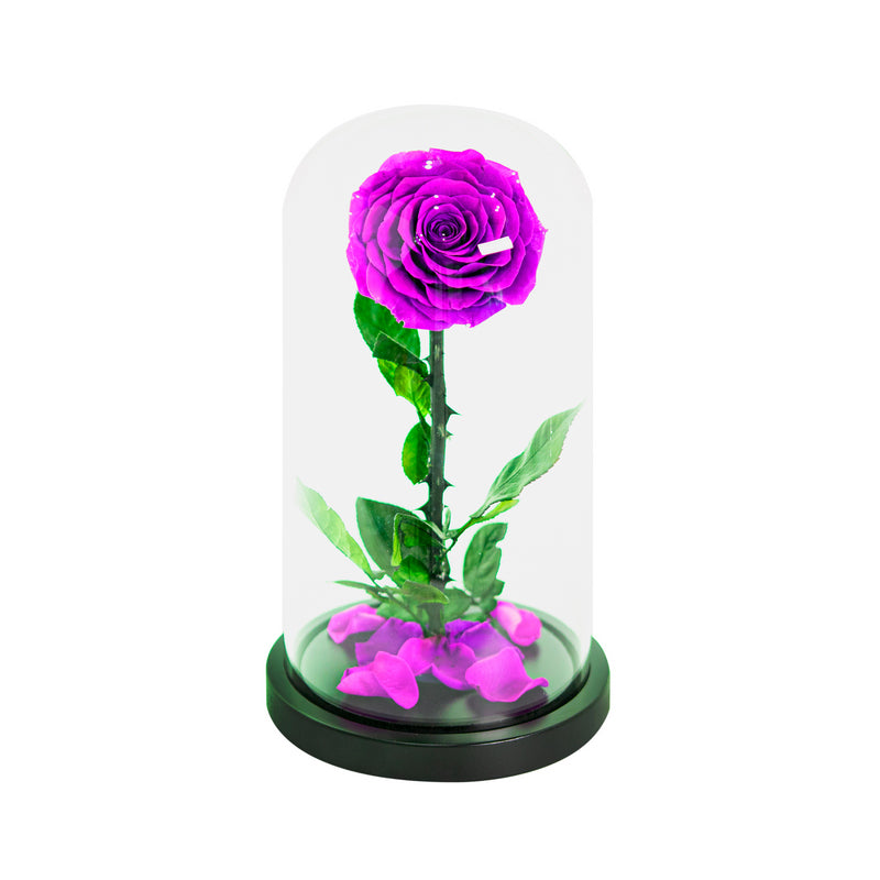 Single Rose Dome Medium