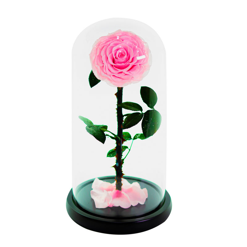 Single Rose Dome Medium