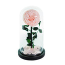 Single Rose Dome Medium