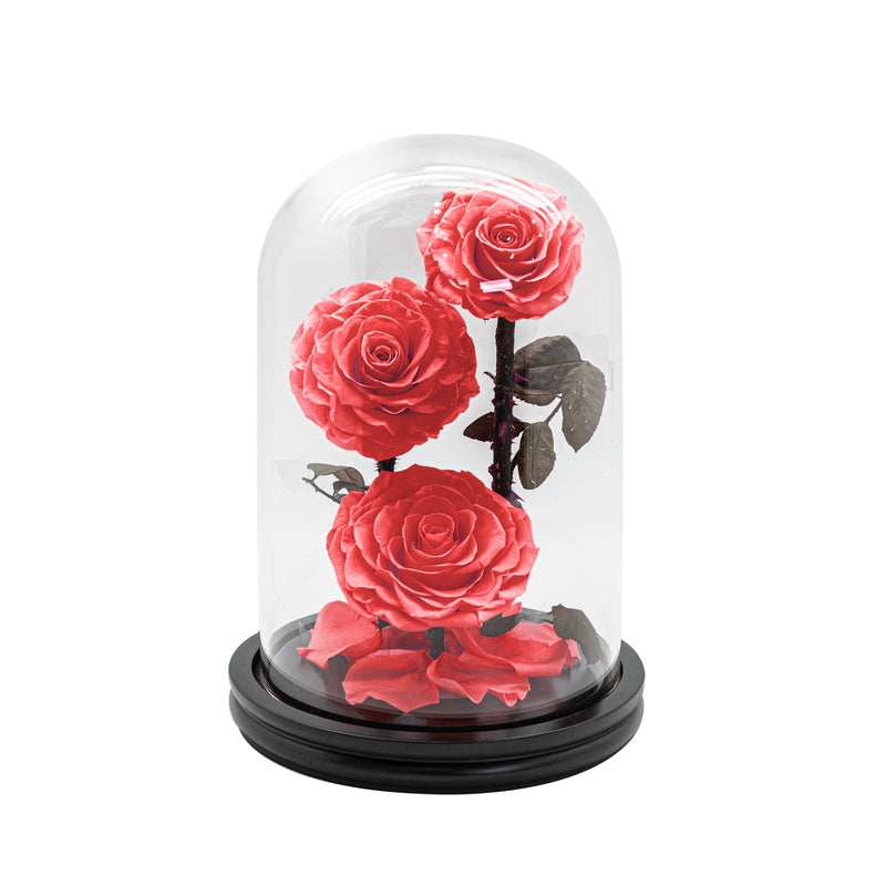 3 Preserved Roses in Dome Glass